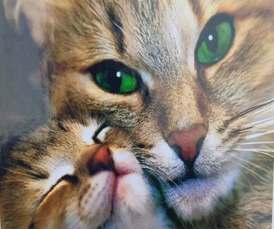 Obraz do malowania po numerach 40x50cm płótno z ramą 2 koty kotki