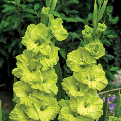 Mieczyk zielony 'Green Star' gladiole cebulki 5 szt