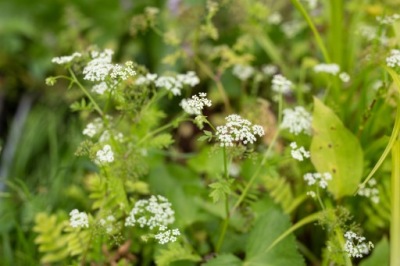 POTOCZNIK WĄSKOLISTNY do oczka wodnego