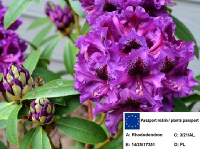 Różanecznik 'Rhododendron' PURPLE SPLENDOUR