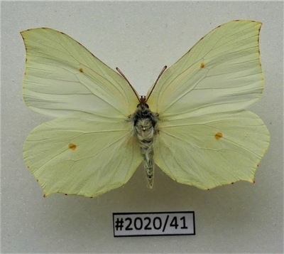 Motyl Gonepteryx rhamni samica.