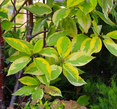 Dereń biały GOUCHAULTII ozdobne liście dekoracyjny krzew do ogrodu