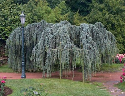 Cedr libański Glauca Pendula sadzonki P9