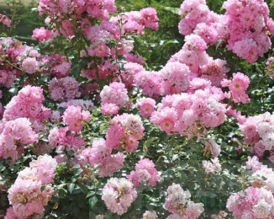 Róża okrywowa 'Różowa'