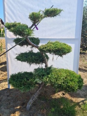 Jałowiec wirginijski HETZ formowany BONSAI (JH-41)