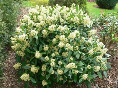 Skimmia confusa KEW GREEN niespotykana duża 3-LITRY