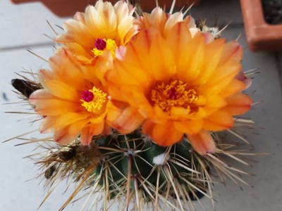 KAKTUSY. Notocactus submammulosus v, orange