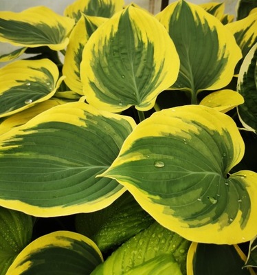 Funkia "LIBERTY" Hosta sadzonka