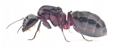 Mrówki Camponotus ligniperda Q + 10-20 robotnic