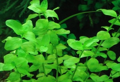 Bacopa Australis Kubek 5cm In vitro Piękna