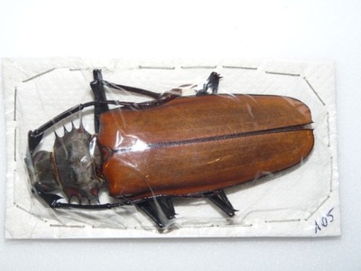 Chrząszcz Callipogon armillatus 105mm samica