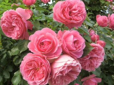 Róża wielkokwiatowa Rosa 'Criterion'