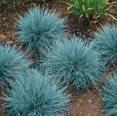 ELIJAH BLUE csenkesz