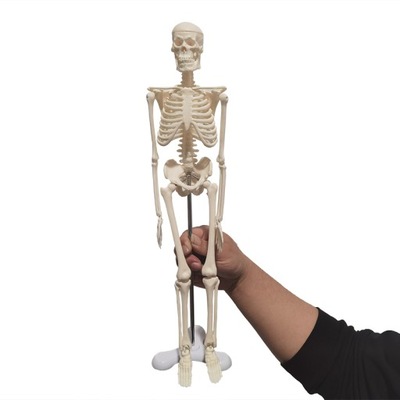 1 PCS 45CM HUMAN SKELETON MODELO CAR DECORATION PEN  