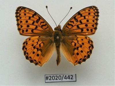 Motyl Argynnis aglaja samiec.