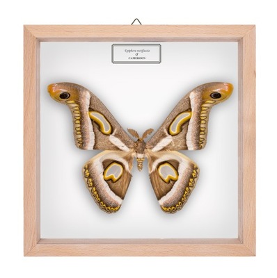 Motyl w gablotce Epiphora rectifascia