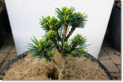 Pinus koraiensis 'Hexenbesen' - UNIKAT !!!!