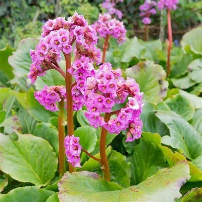 Bergenia SERCOLISTNA