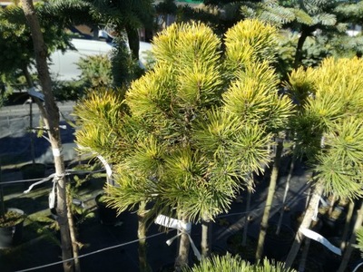 Sosna PA' Pinus mugo Carsten