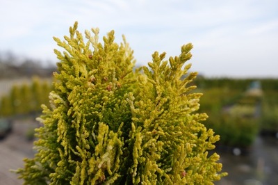 Biota AUREA NANA VARIEGATA jajowata złocista