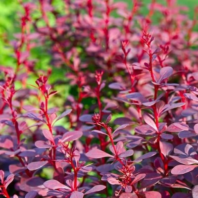 Berberys Thunberga 'Atropurpurea Nana' poj. 2L