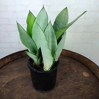 Sansevieria 'Moonshine' NOWOCZESNY SUKULENT