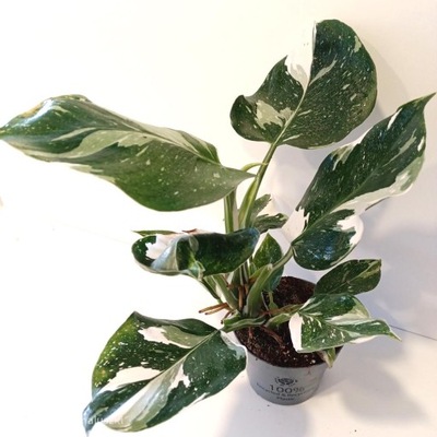 Filodendron White Wizard Ø12cm