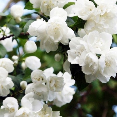 Jazmín VIRGINAL silne voňajúce Snehovo biele kvety hojne kvitnúce