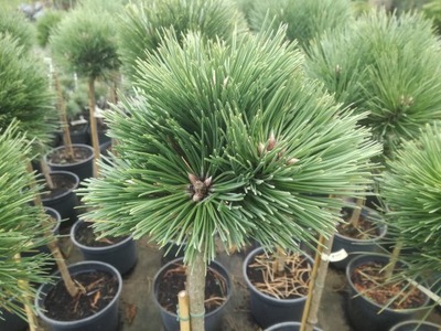 SOSNA 'Pinus Nigra' PA HUBERT