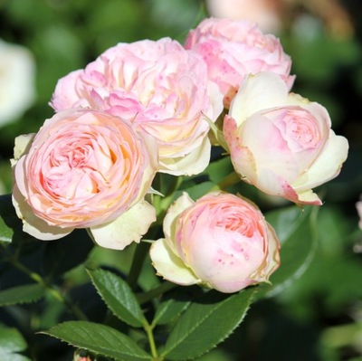 RÓŻA NOSTALGICZNA FRANCUSKA PAS