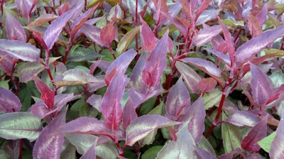 Rdest czerwony sadzonka