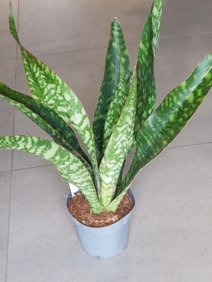 Sansevieria Aubrytniana "Dragon" Sanseweria