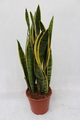 SANSEWIERIA SANSEVIERIA GWINEJSKA lauretti XXXL