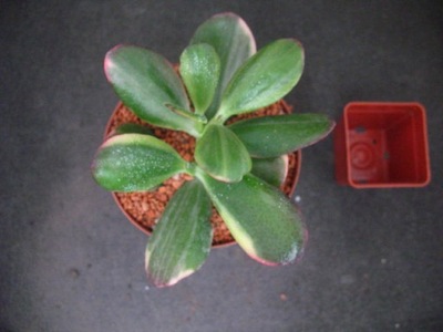 Crassula obliqua tricolor 3043 don8cm PG1019P