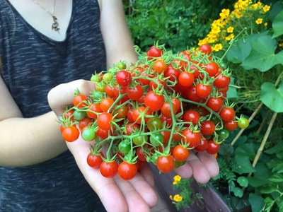 Pomidor Porzeczkowy Koktajlowy Koralik rozsada Sadzonka