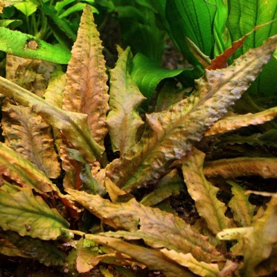 Cryptocoryne wendtii brown (in-vitro) puszka 10cm XXL