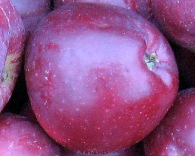 Jabłoń MALINÓWKA OBERLANDZKA - stara odmiana
