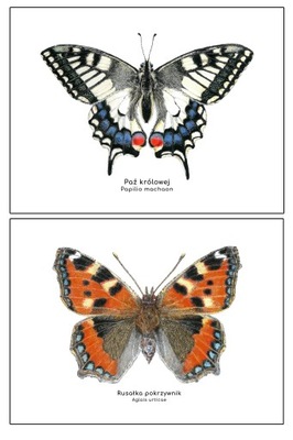 2 Plakaty motyl 30x40 wybór,przyjazny Montessori