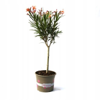 Oleander pospolity NA PNIU nerium Oleander 65cm+