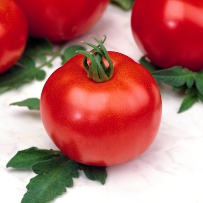 Pomidor Karłowy Etna F1 śr wczesny nasiona pomidory pomidora warzyw
