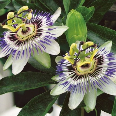 Passiflora Męczennica Nasiona Kiepenkerl