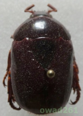 Rutelidae sp. Peru