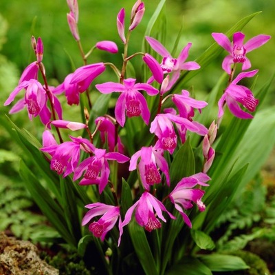 Storczyk naziemny - Bletilla pasiasta - Sadzonka