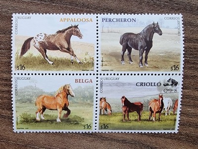 Fauna - Koń - Urugwaj