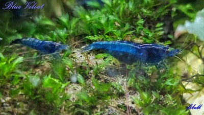 Krewetki Neocaridina Blue Velvet 10 szt. od fibell