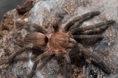 Dolichothele exillis SpidersForge)