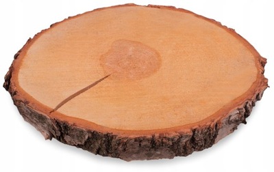 Plaster drewna o śr. 28-32 cm, gr. 3,5 cm z pęknię