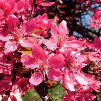 Jabłoń ROYALTY 140-160 cm