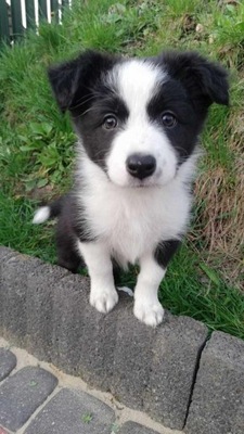 Szczeniak Border Collie