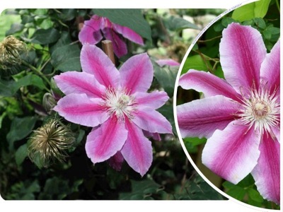 POWOJNIK 'Clematis' DWUKOLOROWY